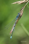 Hufeisen-Azurjungfer (Coenagrion puella)